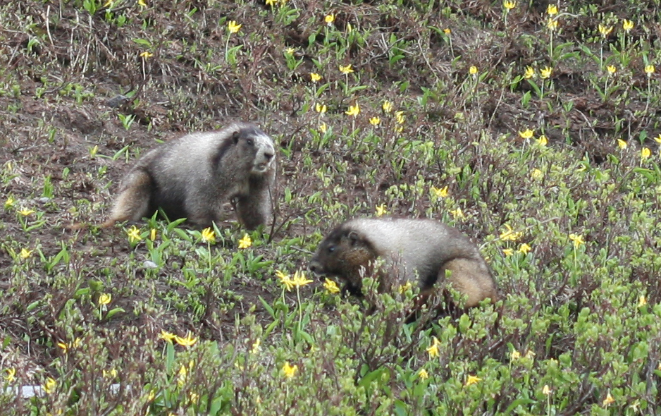 Hoary marmots